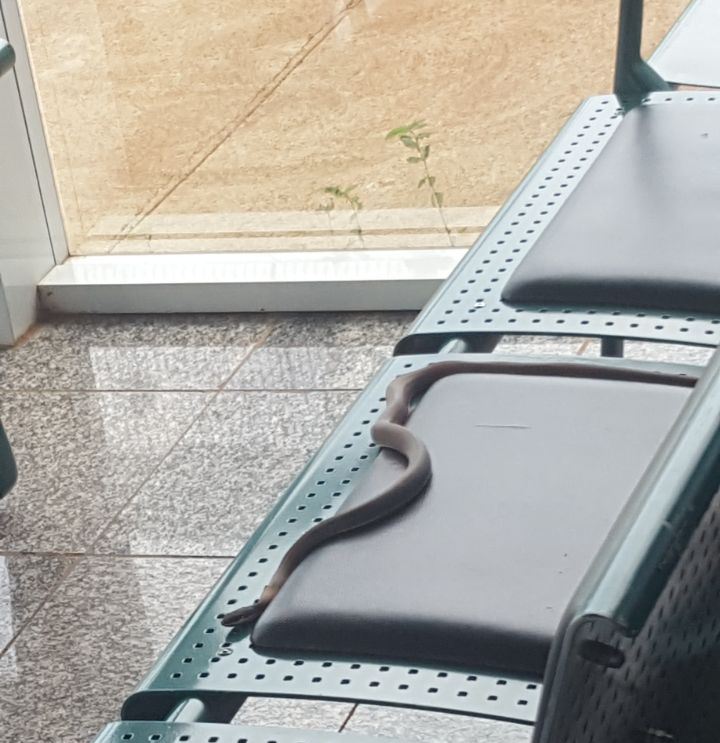 Cobra Caninana aparece em sala de embarque do aeroporto - Reprodução Cobra Caninana aparece em sala de embarque do aeroporto - Reprodução