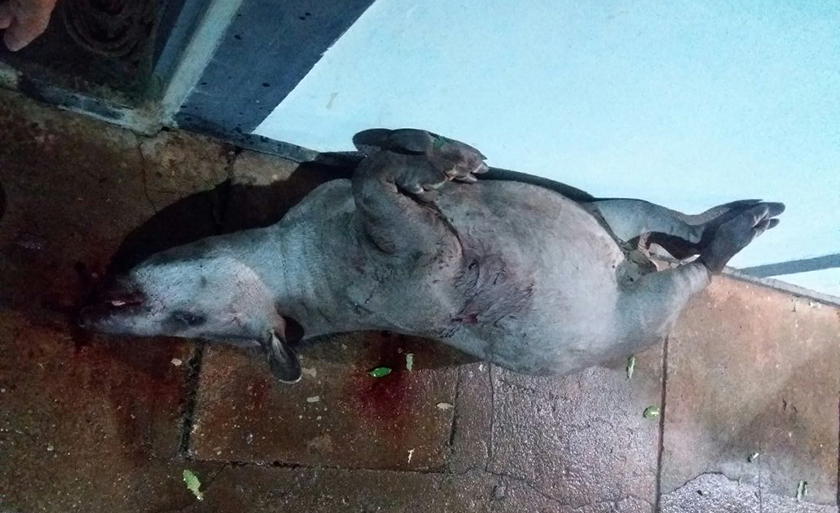 Polícia encontrou em posse dos caçadores uma anta, da espécie Tapirus terrestris - Divulgação/PMA