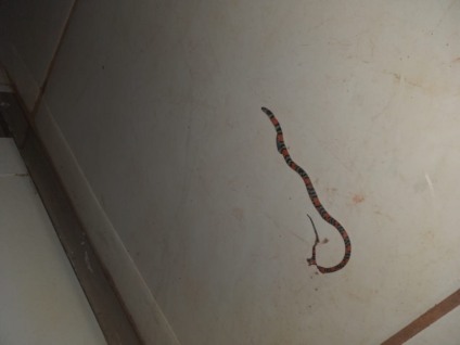 O apacimento de cobras no bairro causa preocupação para moradores com crianças pequenas - Reprodução