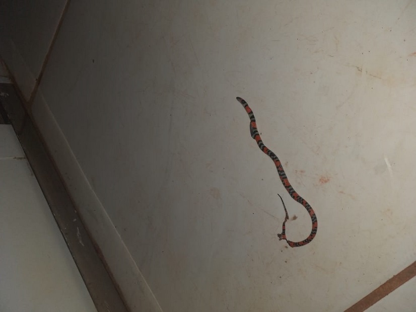 O apacimento de cobras no bairro causa preocupação para moradores com crianças pequenas - Reprodução