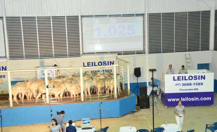 Leilão é realizado semanalmente no tatersal da Leilosin, no parque de exposições - Arquivo/JP News