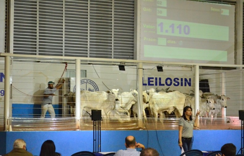 Tradicional leilão é realizado todas às quintas-feiras no Sindicato Rural de Paranaíba - Arquivo/JPNEWS