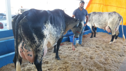 Premição para animais com maior produção do torneio leiteiro chega a R$3 mil - Alex Santos