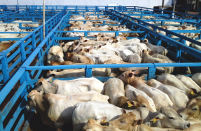 350 animais estarão a disposição do produtor rural - Sindicato Rural Paranaíba 350 animais estarão a disposição do produtor rural - Sindicato Rural Paranaíba