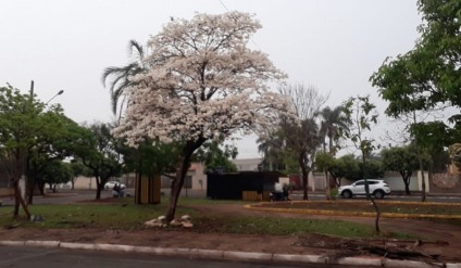 Sexta-feira deve ser de tempo firme e com elevação na temperatura - Talita Matsushita