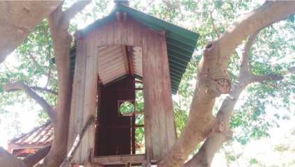 Casas foram construídas em árvores, no parque público - Alex Santos/JP