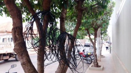 Fios de telefonia foram abandonados por empresa em árvore - Lucas dos anjos/jp
