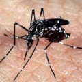 Incidência da dengue no país até 16 e março é de 109,9 casos por 100 mil habitante - Arquivo/JPNEWS