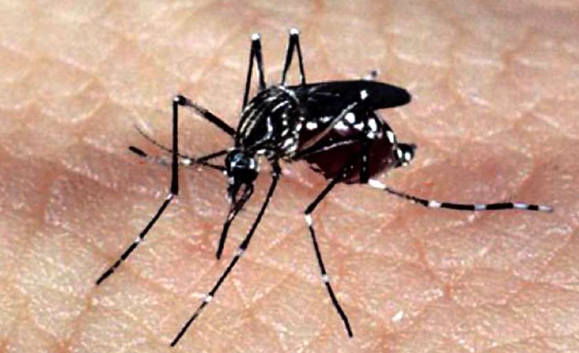 Incidência da dengue no país até 16 e março é de 109,9 casos por 100 mil habitante - Arquivo/JPNEWS