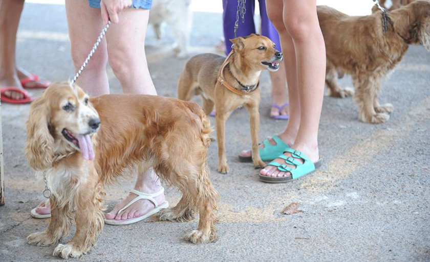 Brasileiros criam mais cães do que gatos - Fábio Pozzebom/Arquivo Agência Brasil