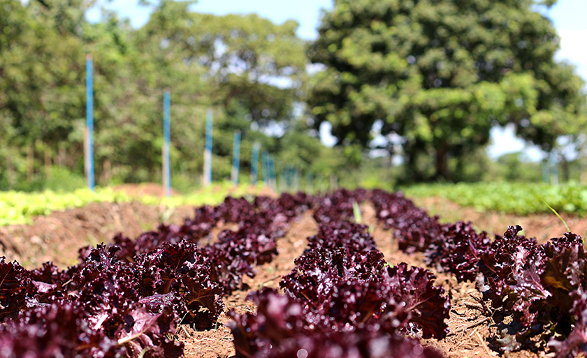 Agricultura familiar, em Três Lagoas, é uma modalidade muito práticada - Danielle Leduc