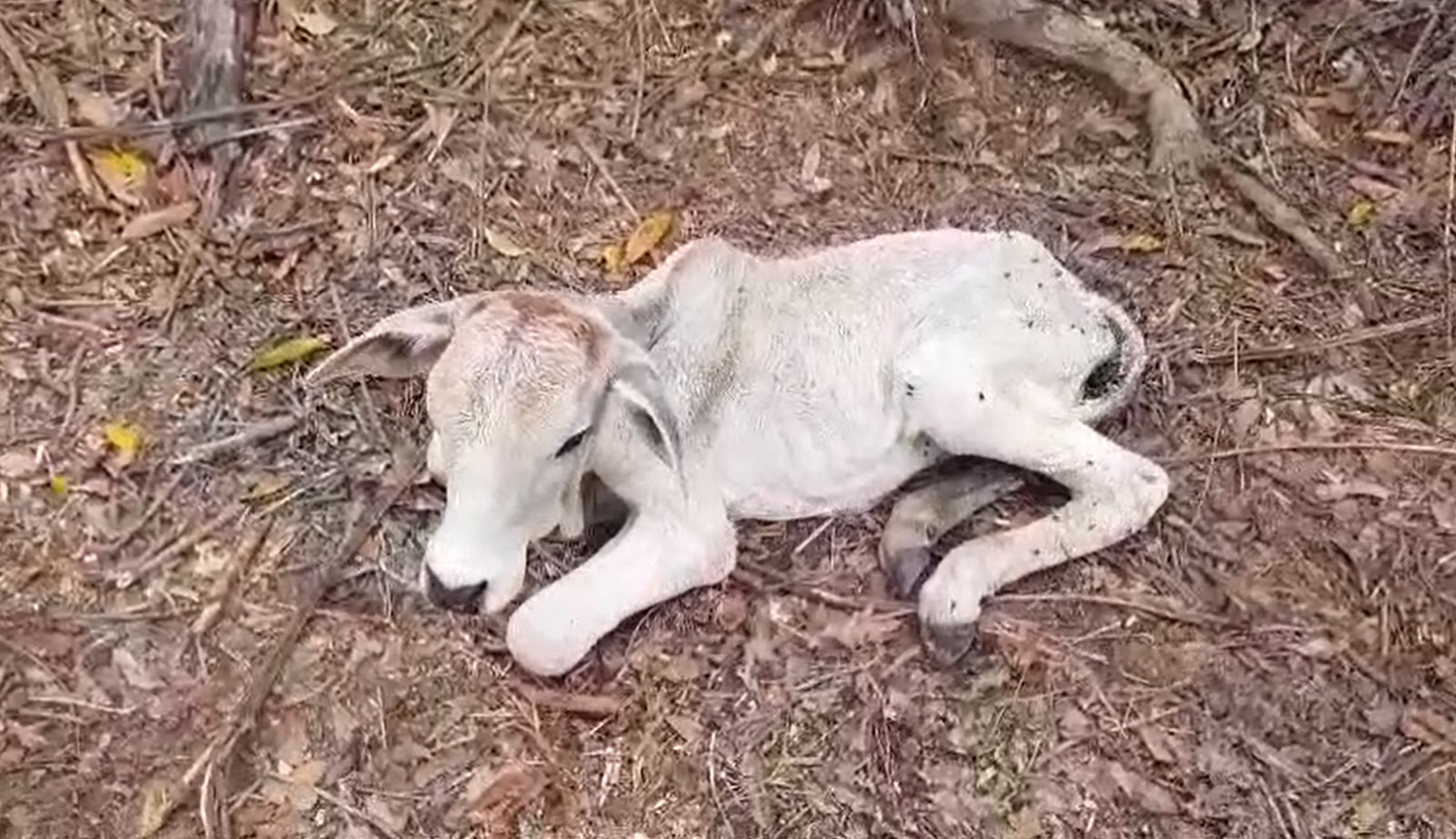 Um dos bezerros encontrados em situação de desnutrição