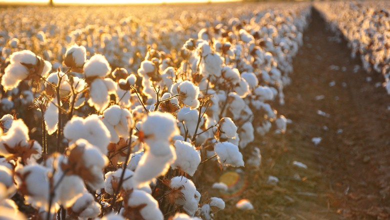 O Brasil tem se mantido entre os cinco maiores produtores mundiais. MS teve a maior produtividade - Divulgação