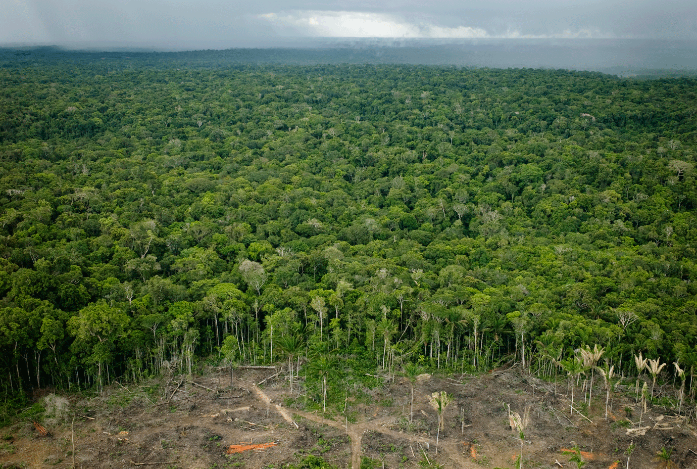 4 dicas sobre como agir proativamente em prol da Amazônia