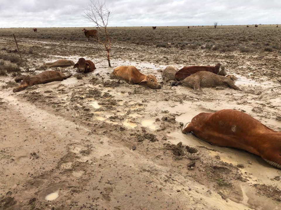 Animais mortos em Queensland, Austrália, pelo excesso de água; 800 mm em 12 dias - Rae Stretton