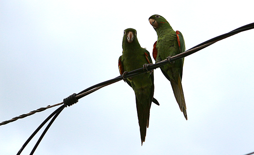 Mesmo em um dia nublado, Três Lagoas se destaca pela fauna - Danielle Leduc/JP