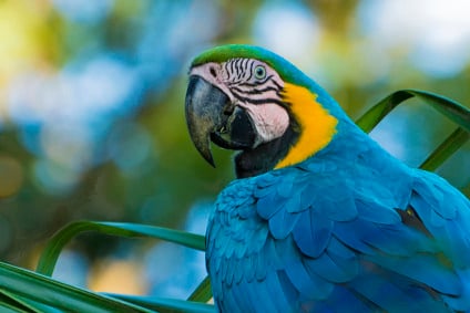 Arara Canindé - Foto: Geancarlo Merighi