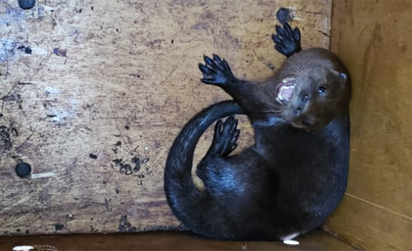 Animal foi encaminhado ao Centro de Animais Silvestres - Imagem cedida