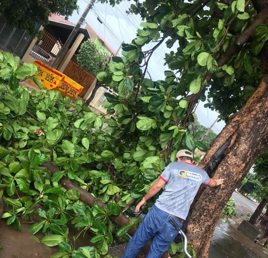 Internauta registrou queda de árvore na rua Manoel Pedro de Campo, no bairro Santos Dumont - Kátia Freitas/Arquivo Pessoal