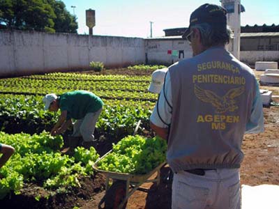 O trabalho é incentivado nos presídios de MS - O trabalho é incentivado nos presídios de MS -