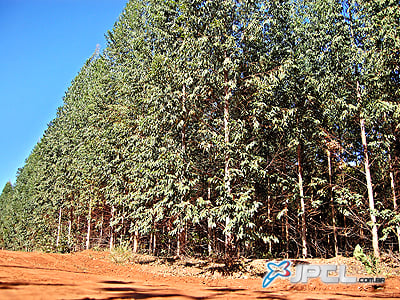 Eucalipto para a produção de celulose está inserido no contexto do Plano Estadual para o Desenvolvimento Sustentável de Florestas Plantadas -