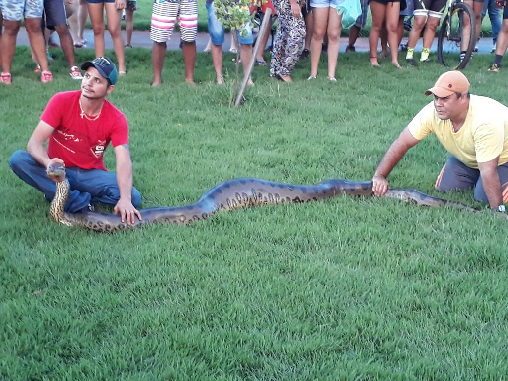 Homens seguram cobra retirada do parque Espelho d'Água - Reprodução