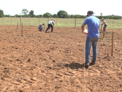 Técnicos da Embrapa trabalham em experimento de cultivares - Reprodução/TVC 