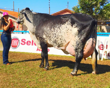 A vaca Barrada, de propriedade do criador Miiller Medeiros, produziu 68,96 quilos de leite - Divulgação