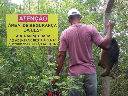 Homem foi flagrado às margens do Rio Paraná após capturar peixe de 5 kg - Divulgação/PMA