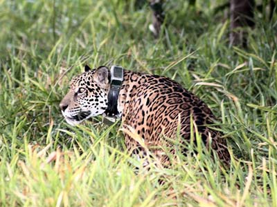 O colar colocado no animal será primordial para acompanhar o processo readaptação da onça -