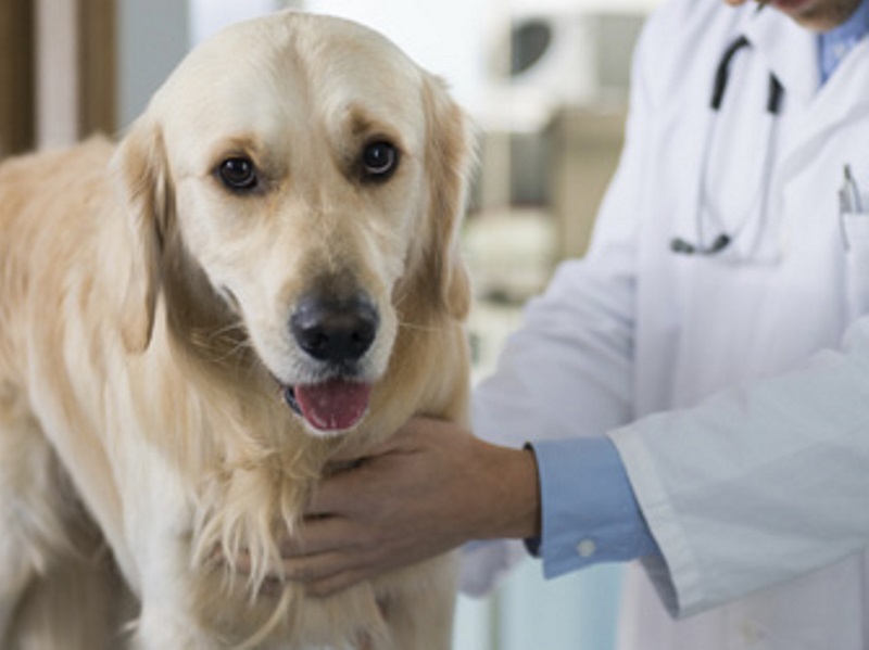 Antes de medicar seu animal, consulte um médico veterinário - ThinkStock