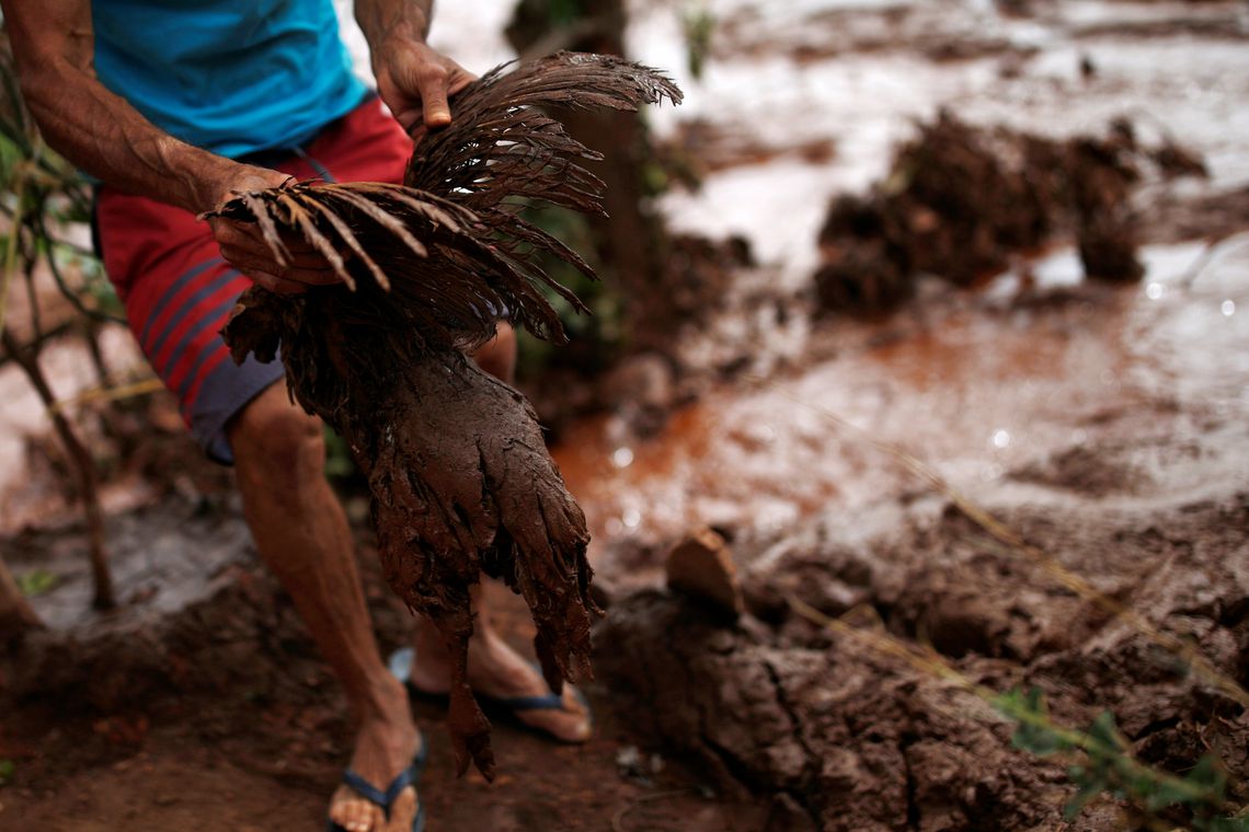 Ave é resgatada da lama em área atingida pelo desastre, em Brumadinho - Agência Brasil