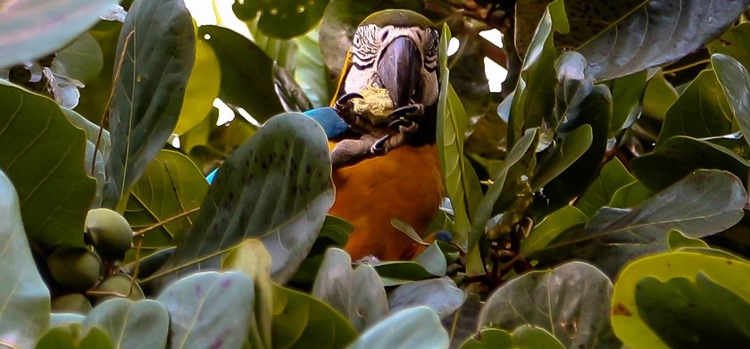 "Quando as aves falam com as pedras e as rãs com as águas, é de poesia que estão falando." - Manoel de Barros - Arquivo/JPNews