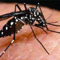 Doença é transmitida pelo mesmo mosquito da dengue - Divulgação