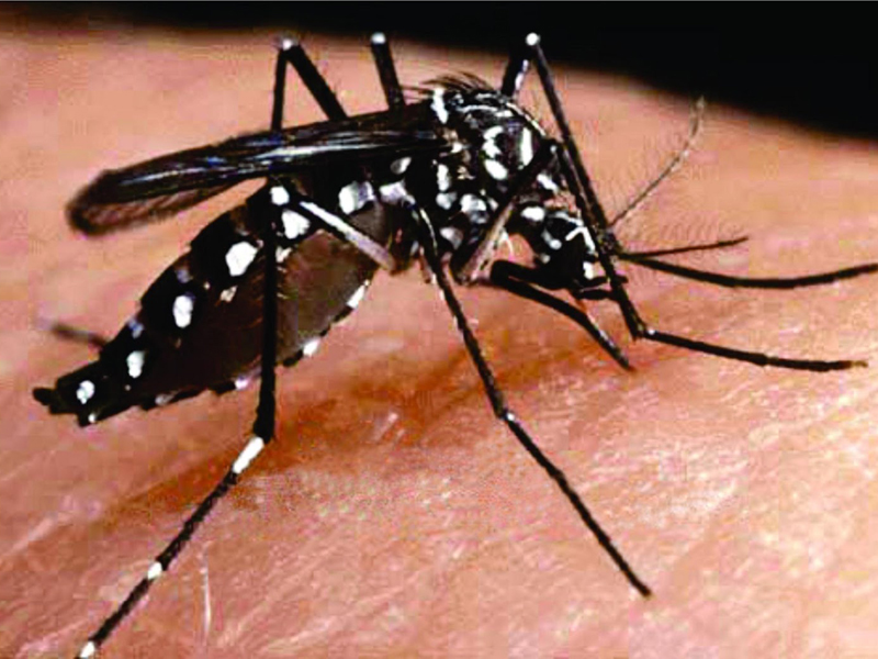 Doença é transmitida pelo mesmo mosquito da dengue - Divulgação