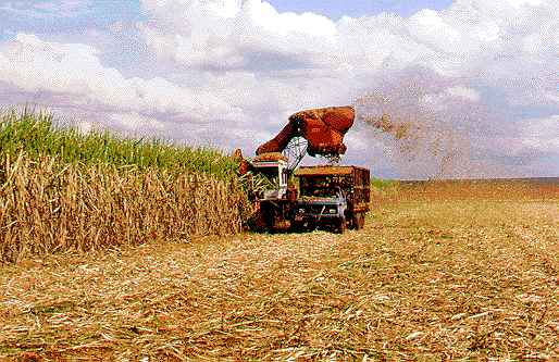 Plantio de cana deve ocupar 30 mil hectares em Paranaíba -