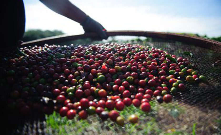 Na segunda semana do mês, exportação de produtos básicos, como café em grão, caiu 12,8% em relação à primeira semana - Arquivo/Marcelo Camargo/Agência Brasil