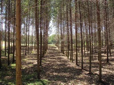 Durante todo o dia, os participantes receberão informações sobre linhas de financiamento para o setor florestal -