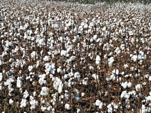 Mato Grosso do Sul ficou na 4ª colocação na produção  do grão -