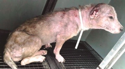 Cães com a doença apresentam diversos sintomas em pelos e pele - Arquivo/JPNEWS
