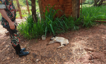 Cachorro estava sem água, alimento e doente - Divulgação/PMA