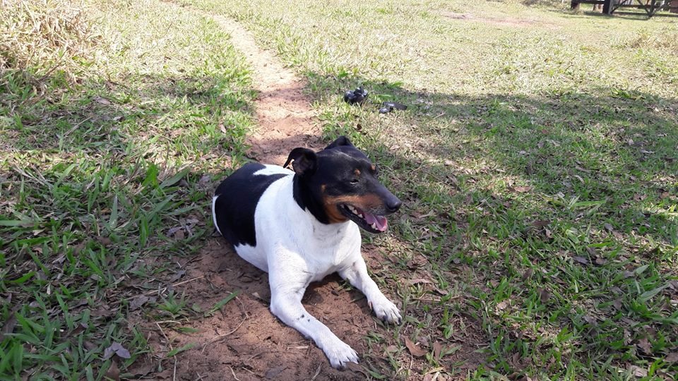 No espaço os cães terão brinquedos e bebedouros específicos para eles. - Foto: Humberto Alencar