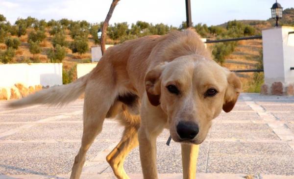 cão infectado - Foto: Redes sociais