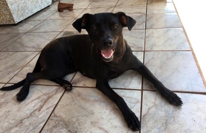 Animal foi amarrado a uma lixeira e agredido a pauladas em vídeo que gerou revolta nas redes sociais - Arquivo / Associação Amigos dos Animais