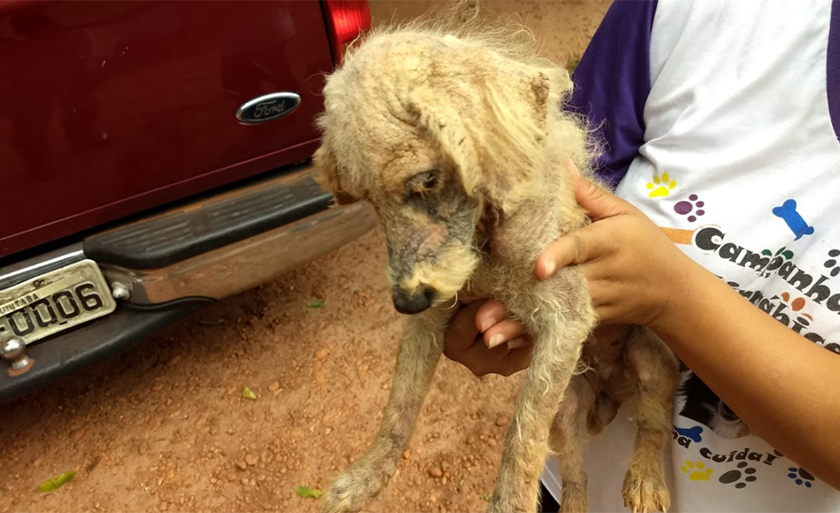 Cadela foi encaminhada para Centro de Controle de Zoonoses de Nova Andradina - Divulgação