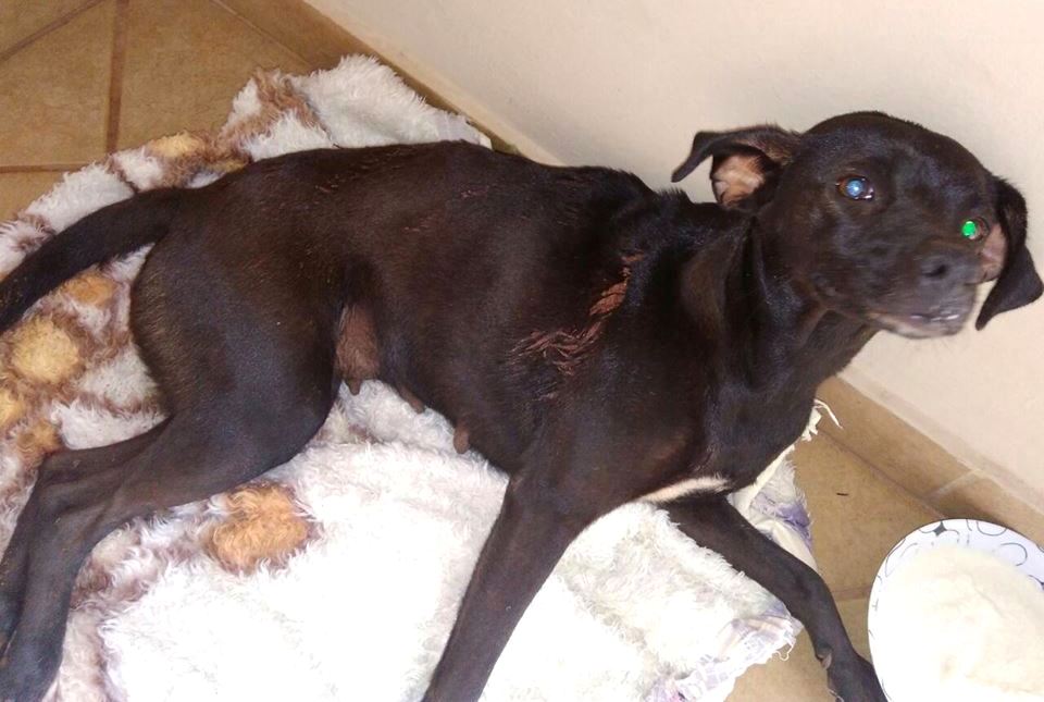 Animal tentava atravessar a pista da rodovia, quando foi resgatada por jovem - Arquivo pessoal / Tais Leal