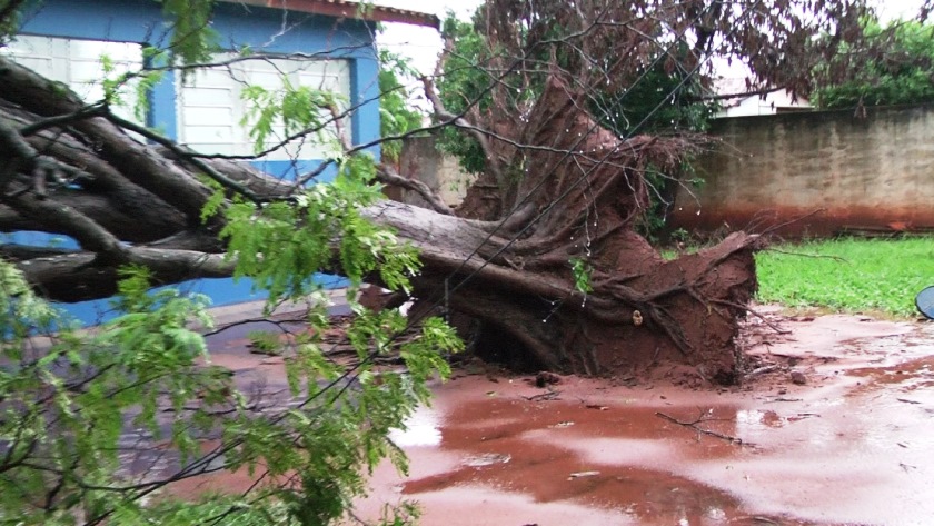 Chuva derrubou uma árvore, que atingiu o teto de uma escola municipal, no bairro Vila Piloto. - Divulgação/Rede Social