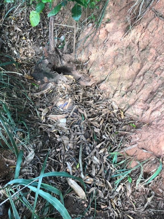 Suspeito teria confessado aos policiais, que matou o avô e apontou o local onde havia ocultado o corpo - Imagem cedida