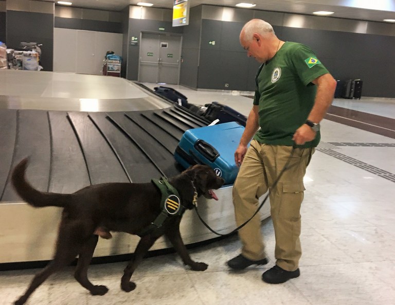 Fiscais realizaram ação no Aeroporto Internacional de Guarulhos entre os dias 3 e 5 - MAPA