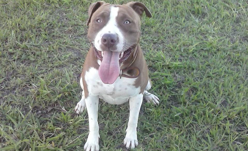 Cão pode ter se estressado com a mudança nos hábitos na casa - Arquivo Pessoal